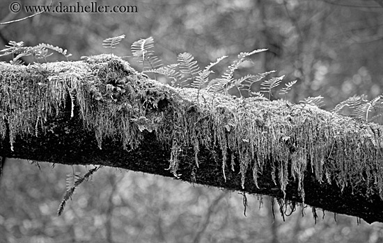 fern-on-mossy-tree-3-bw.jpg