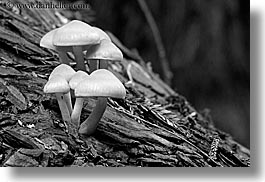 images/California/Marin/MuirWoods/BlackAndWhite/mushrooms-on-redwood-tree-bw.jpg
