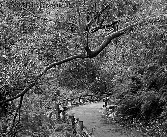 paved-path-n-trees-04-bw.jpg