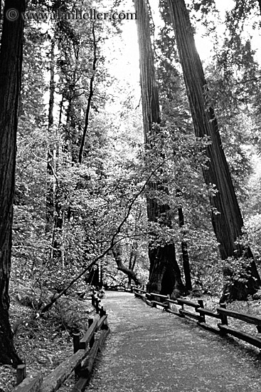 paved-path-n-trees-07-bw.jpg