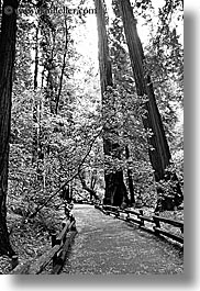 images/California/Marin/MuirWoods/BlackAndWhite/paved-path-n-trees-07-bw.jpg