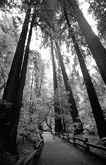 paved-path-n-trees-08-bw.jpg