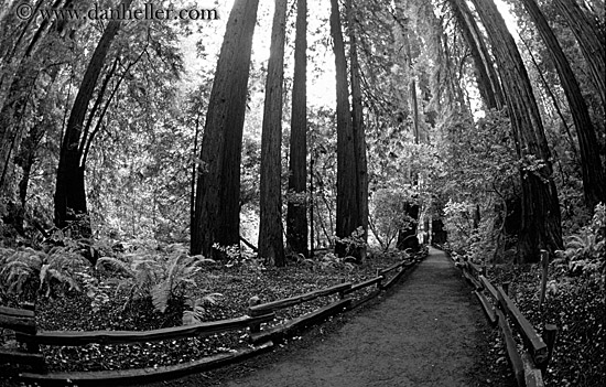 paved-path-n-trees-09-bw.jpg