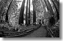 images/California/Marin/MuirWoods/BlackAndWhite/paved-path-n-trees-09-bw.jpg