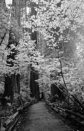 paved-path-n-trees-10-bw.jpg