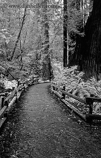 paved-path-n-trees-11-bw.jpg