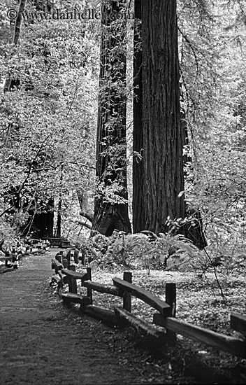 paved-path-n-trees-14-bw.jpg