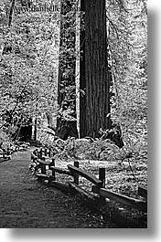 images/California/Marin/MuirWoods/BlackAndWhite/paved-path-n-trees-14-bw.jpg