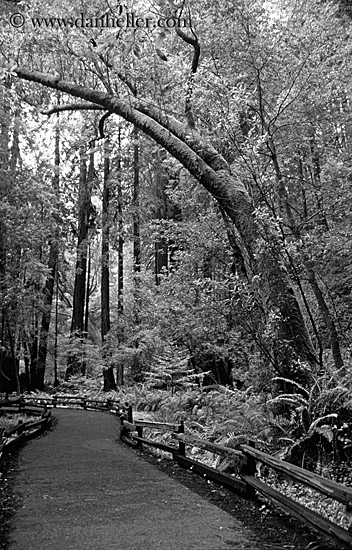 paved-path-n-trees-15-bw.jpg