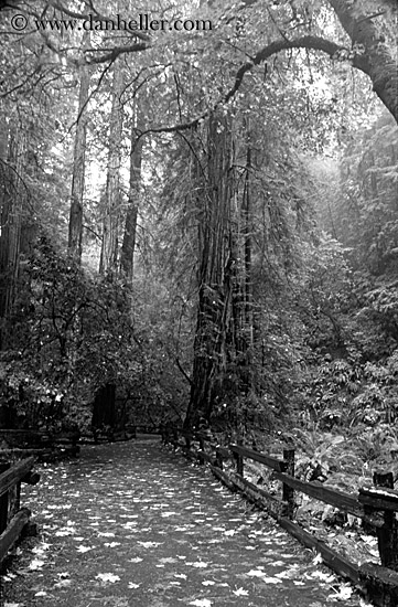 paved-path-n-trees-16-bw.jpg