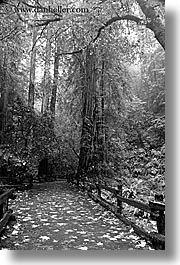 images/California/Marin/MuirWoods/BlackAndWhite/paved-path-n-trees-16-bw.jpg