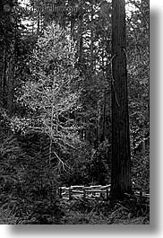 images/California/Marin/MuirWoods/BlackAndWhite/redwood-forest-1-bw.jpg
