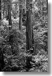 images/California/Marin/MuirWoods/BlackAndWhite/redwood-forest-2-bw.jpg