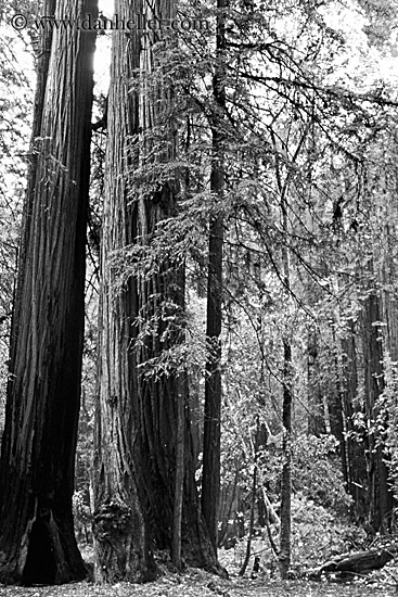 redwood-forest-3-bw.jpg