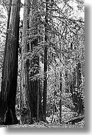 images/California/Marin/MuirWoods/BlackAndWhite/redwood-forest-3-bw.jpg