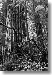 images/California/Marin/MuirWoods/BlackAndWhite/redwoods-n-crooked-branches-bw-4.jpg