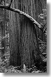 images/California/Marin/MuirWoods/BlackAndWhite/redwoods-n-mossy-branch-2-bw.jpg