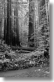 images/California/Marin/MuirWoods/BlackAndWhite/redwoods-n-river-2-bw.jpg