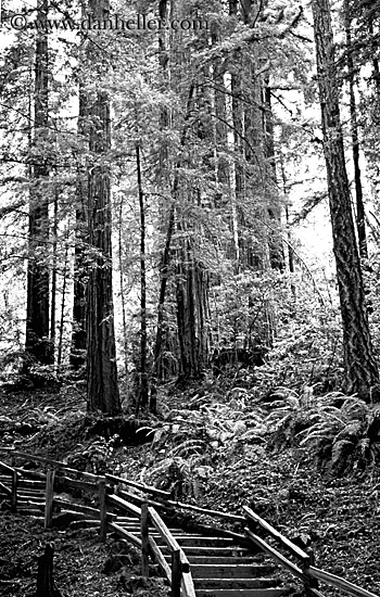 stairs-n-redwoods-bw.jpg