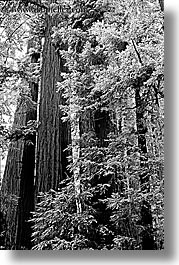 images/California/Marin/MuirWoods/BlackAndWhite/towering-redwoods-bw.jpg