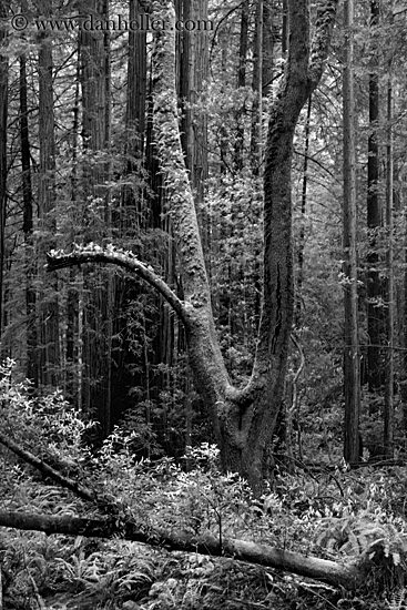 v-shaped-tree-1-bw.jpg