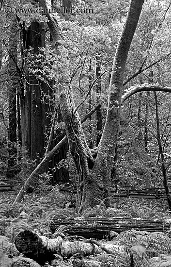 v-shaped-tree-3-bw.jpg