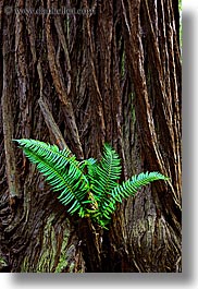 images/California/Marin/MuirWoods/fern-in-redwood-6.jpg