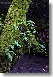 images/California/Marin/MuirWoods/fern-on-mossy-tree-2.jpg