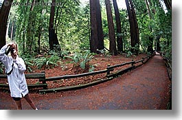 images/California/Marin/MuirWoods/jill-photographing-trees-2.jpg