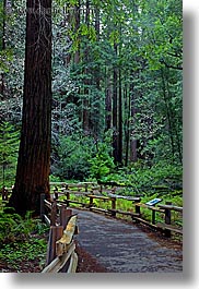 images/California/Marin/MuirWoods/paved-path-n-trees-02.jpg