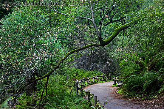 paved-path-n-trees-04.jpg