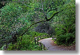 images/California/Marin/MuirWoods/paved-path-n-trees-04.jpg
