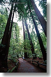 images/California/Marin/MuirWoods/paved-path-n-trees-08.jpg