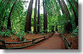 images/California/Marin/MuirWoods/paved-path-n-trees-09.jpg