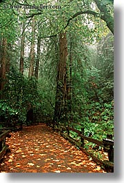 images/California/Marin/MuirWoods/paved-path-n-trees-16.jpg