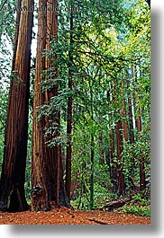 images/California/Marin/MuirWoods/redwood-forest-3.jpg