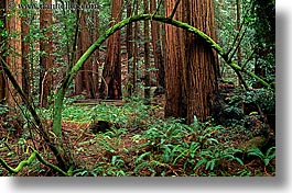 images/California/Marin/MuirWoods/redwoods-n-mossy-branch-1.jpg
