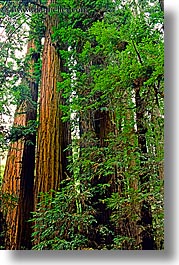 images/California/Marin/MuirWoods/towering-redwoods.jpg