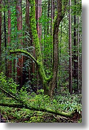 images/California/Marin/MuirWoods/v-shaped-tree-1.jpg