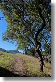 images/California/Marin/Novato/StaffordLakePark/path-n-trees-2.jpg