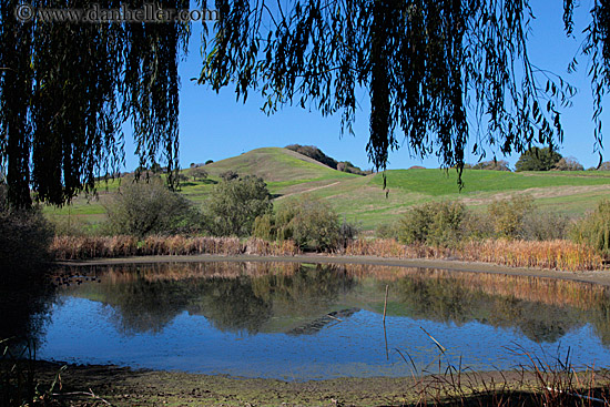 pond-n-hill-w-branches.jpg