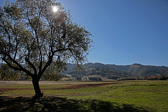 sun-thru-trees-w-shadows-2.jpg