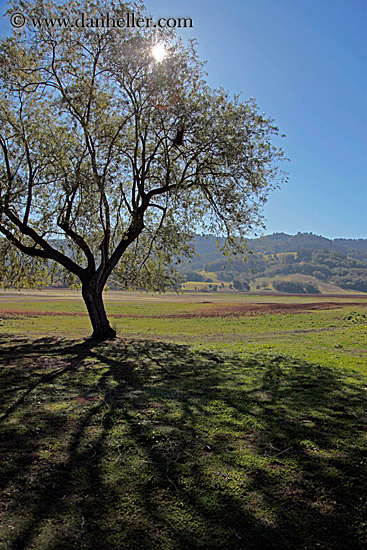 sun-thru-trees-w-shadows-3.jpg