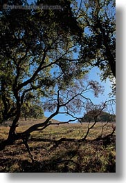 images/California/Marin/Novato/StaffordLakePark/sun-thru-trees-w-shadows-4.jpg