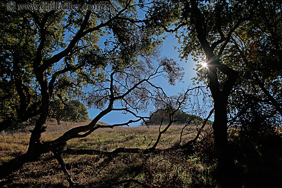 sun-thru-trees-w-shadows-5.jpg