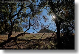images/California/Marin/Novato/StaffordLakePark/sun-thru-trees-w-shadows-5.jpg
