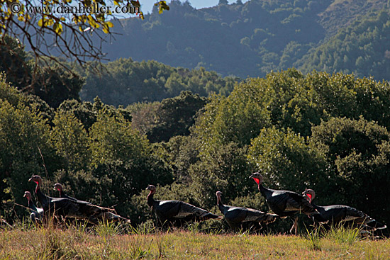 turkeys-n-trees.jpg