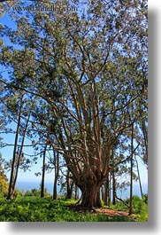palomarin trail coast eucalyptus hiker silhouette ocean trees