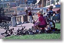 images/California/Marin/People/pigeon-people.jpg