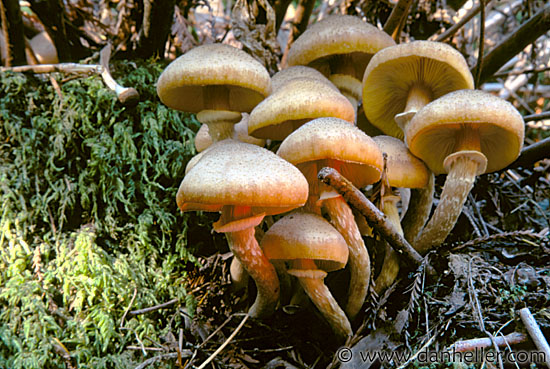 mushroom02.jpg